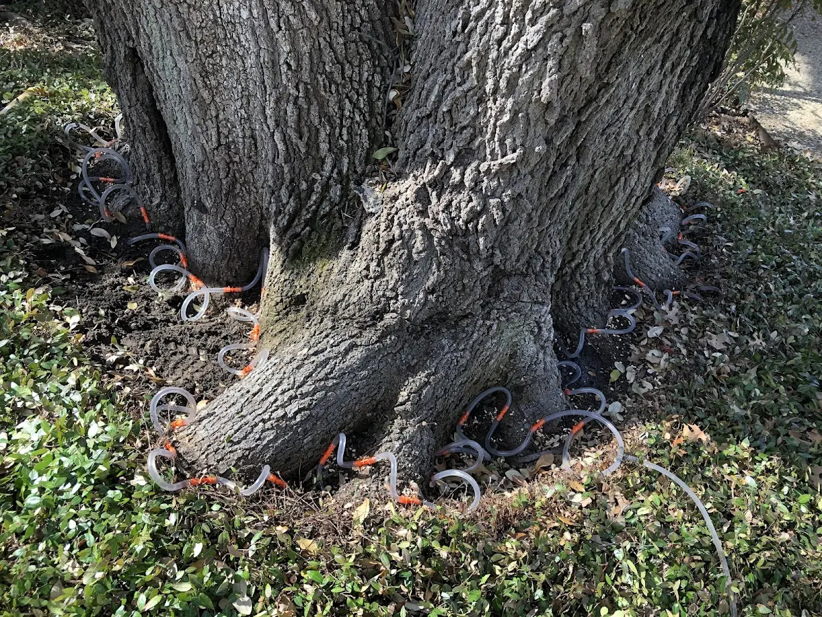 Detailed Tree Cabling and Bracing job site in Cedar Creek