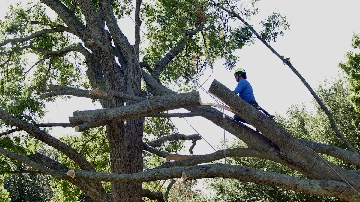 Professional Crown Thinning performed by certified arborists in Cedar Creek