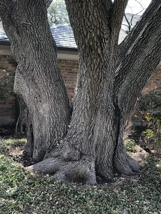 Mature heritage tree close to a Cedar Creek property cared for by certified arborists